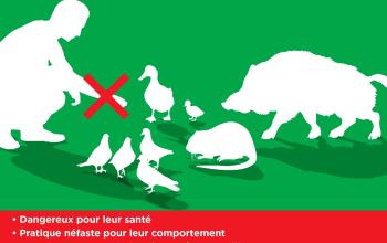 Interdiction de nourrir les animaux sauvages